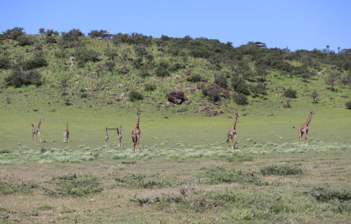 5 days Tanzania safari Tours